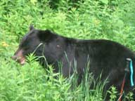 Bear near Roaring Brook Road (Photo by JohnnyC)