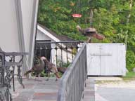 A flock of turkeys on the front porch of the Birch Ridge Inn