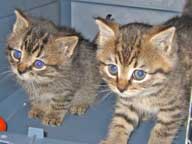 Kittens