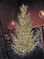 Lights are up on the Christmas Tree.