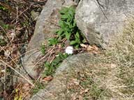 Tight Lies - Approaching the 7th green at Green Mountain National Golf Course