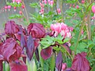 Purple Iris and Bleeding Hearts currently in bloom at the Birch Ridge Inn