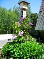 Clematis currently in full bloom at the Birch Ridge Inn