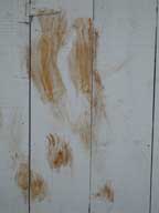 Bear claw marks at Birch Ridge