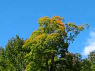 Majestic old maple tree showing fall colors