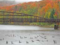 Geese enjoying the fall colors and a swim on Snow Shed Pond.