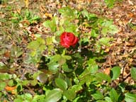 The lat rose of summer