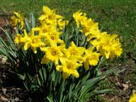 Daffodils in bloom in Killington