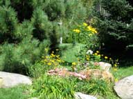 Flowers in bloom on our walk through the neighborhood of the Birch Ridge Inn at Killington.