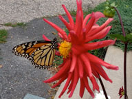 Monarch butterfly sampling a dahlia