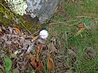 Tight lie....