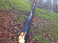 Tree down on the front lawn at the Birch Ridge Inn