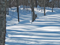The Snow Stake in the field behind the Birch Ridge Inn at Killington