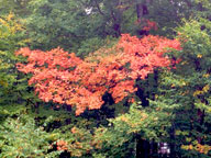 Bright colors starting to show randomly through the forest.
