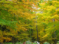 Colors in the forest behind the Birch Ridge Inn.