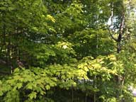 Maple trees at Birch Ridge Inn's Covered Carriageway hinting of things to come.