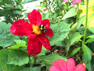 Honey bee on Dahlia in front of the Birch Ridge Inn - busy collecting the last pollen of the season.