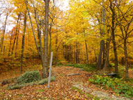 The Birch Ridge Inn Snowstake surrounded by fallen leaves