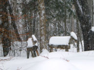 Frizzy's deer covered in snow