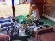 Mary planting dahlia\'s in the Great Room to start them for summer.