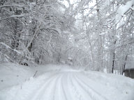 Heavy snow causes the birch trees to sag over the drive way of the Birch Ridge Inn