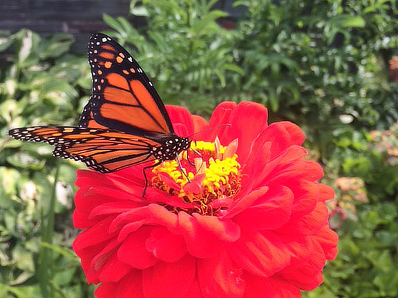 Butterfly fueling up on Zinnia at the Birch Ridge Inn as the southern migration begins