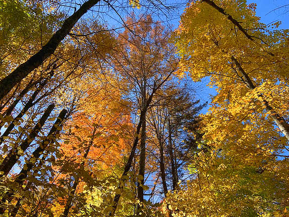 Tree canopy behind the Birch Ridge Inn,  Sunday October 13, 2019